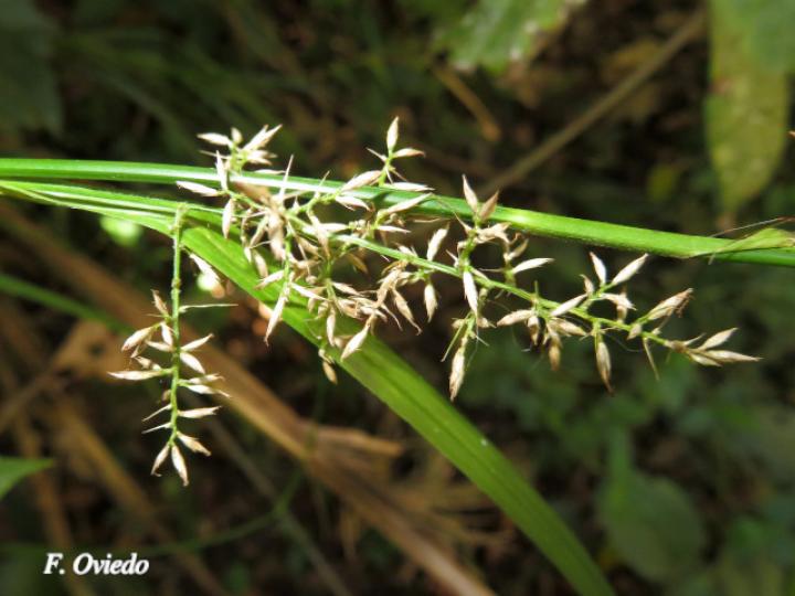 Rhynchospora polyphylla
