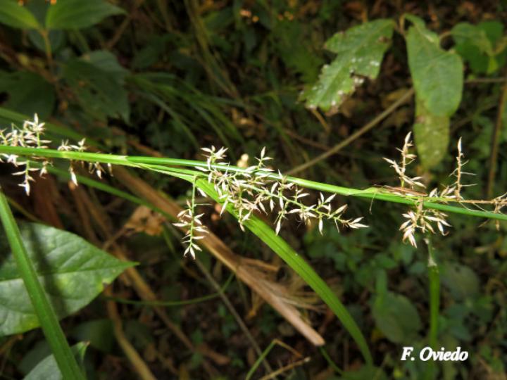 Rhynchospora polyphylla