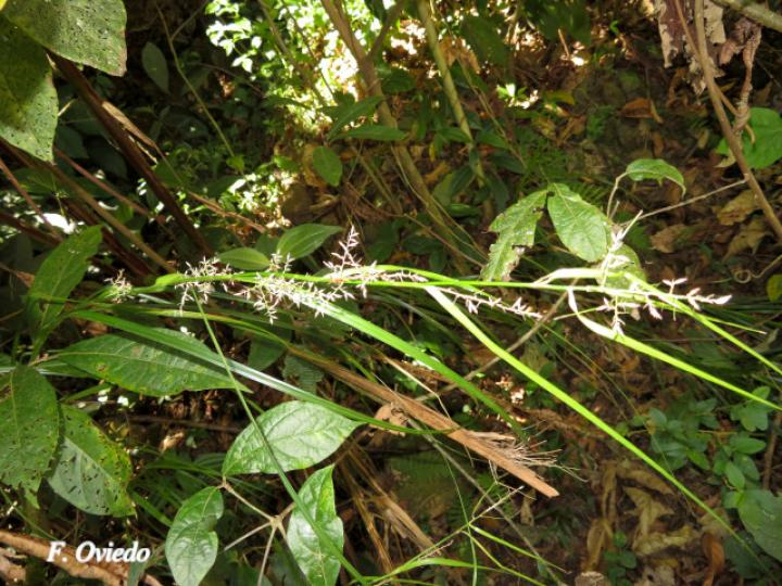 Rhynchospora polyphylla