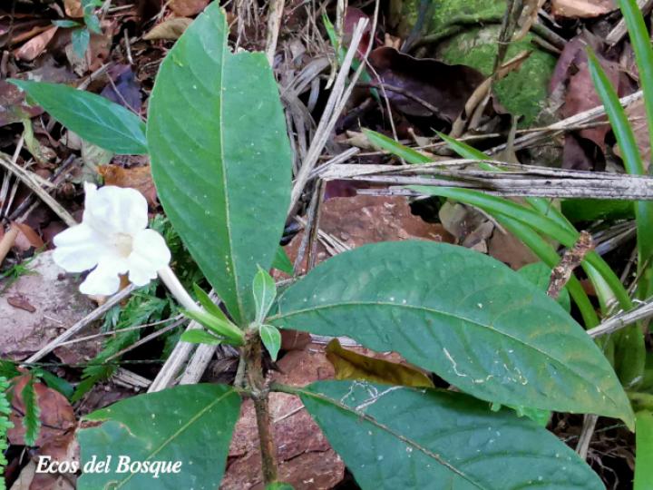 Ruellia palustris (Costilla de vaca)