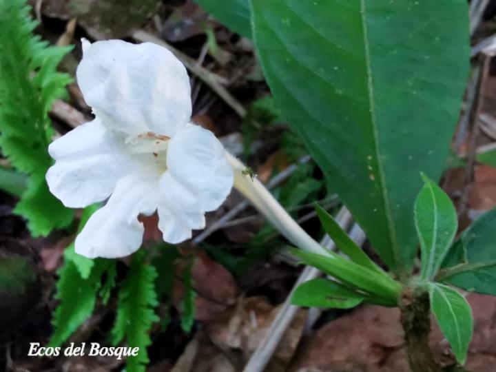 Ruellia palustris (Costilla de vaca)
