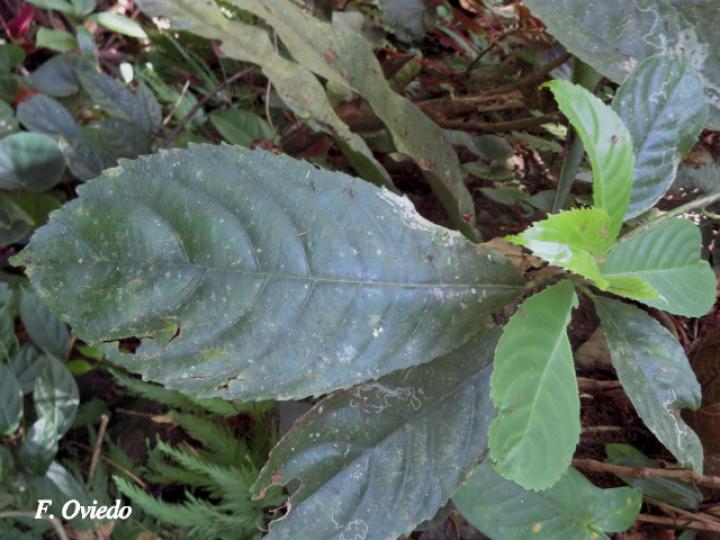 Saurauia yasicae (Moquillo)