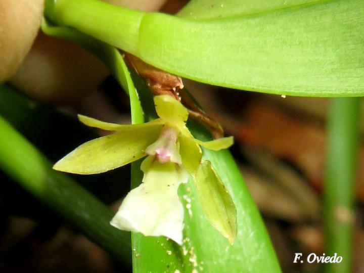 Scaphyglottis bilineata
