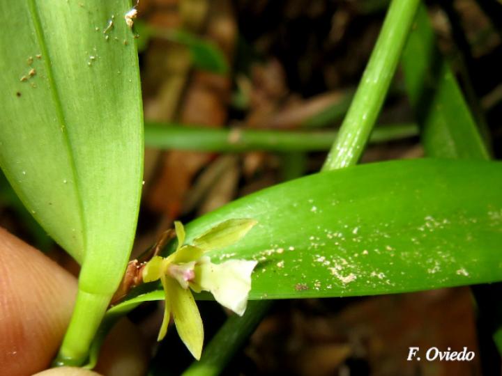 Scaphyglottis bilineata