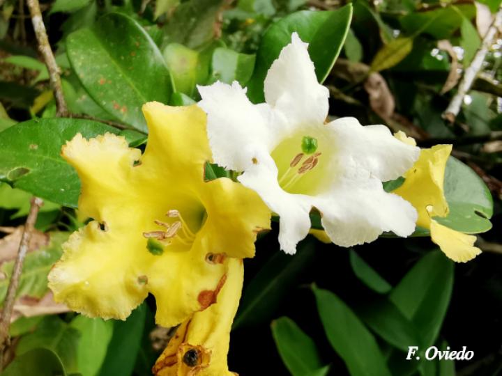 Schultesianthus leucanthus (Montano)