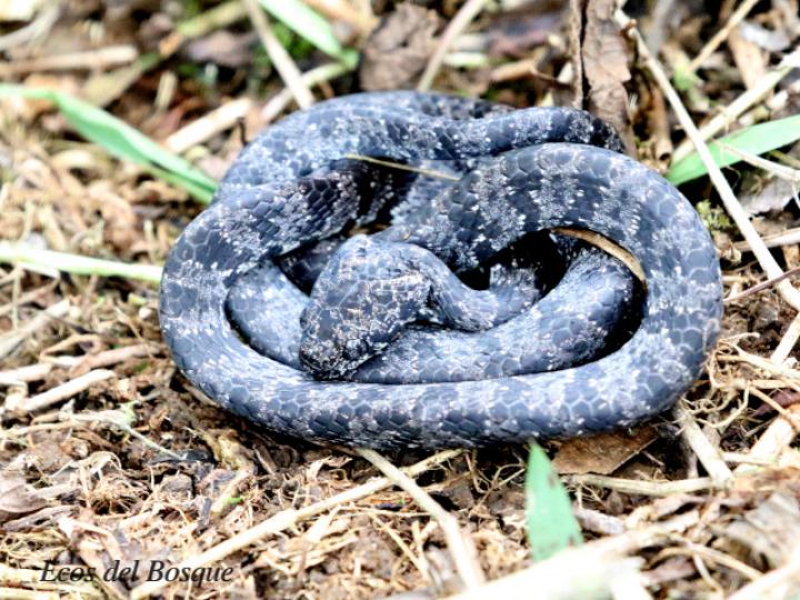 Sibon nebulatus (Caracolera común)