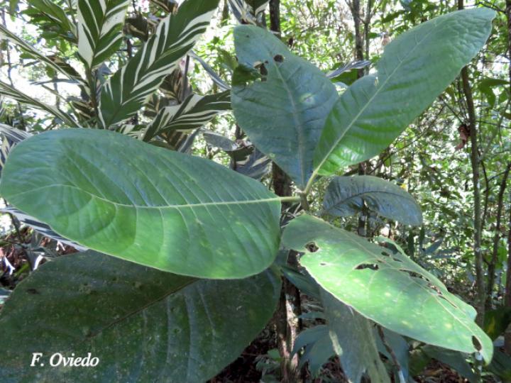 Siparuna pauciflora (Limoncillo, Pasmo)