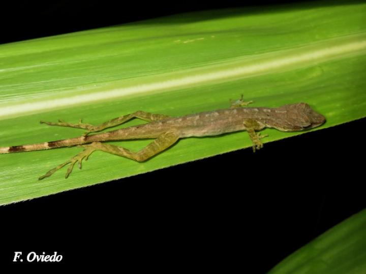 Anolis limifrons (Abaniquillo centroamericano)