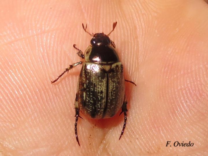 Anomala sp