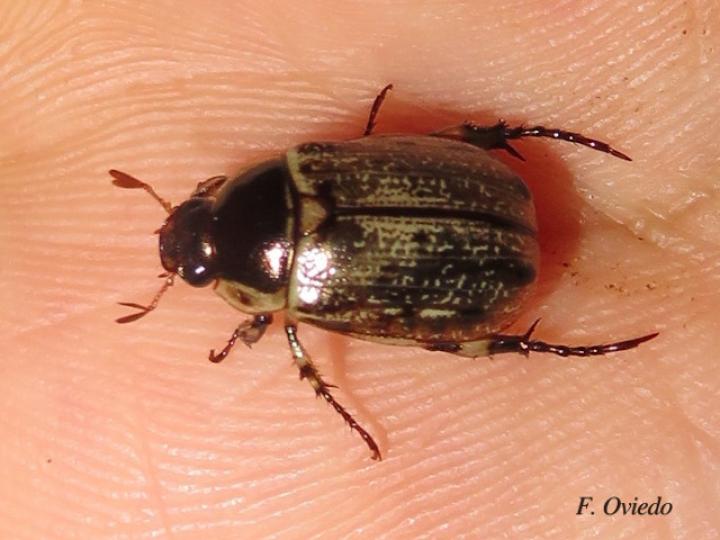Anomala sp