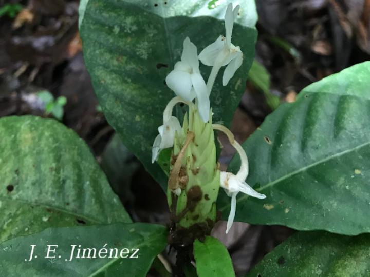 Aphelandra dolichantha