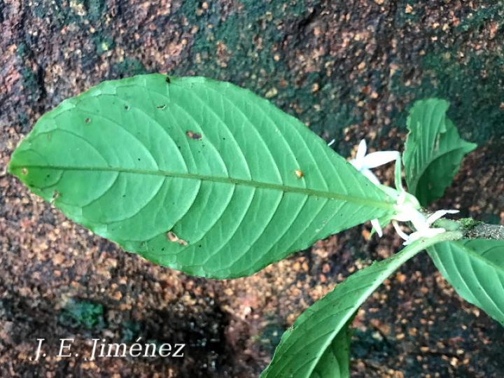 Aphelandra dolichantha