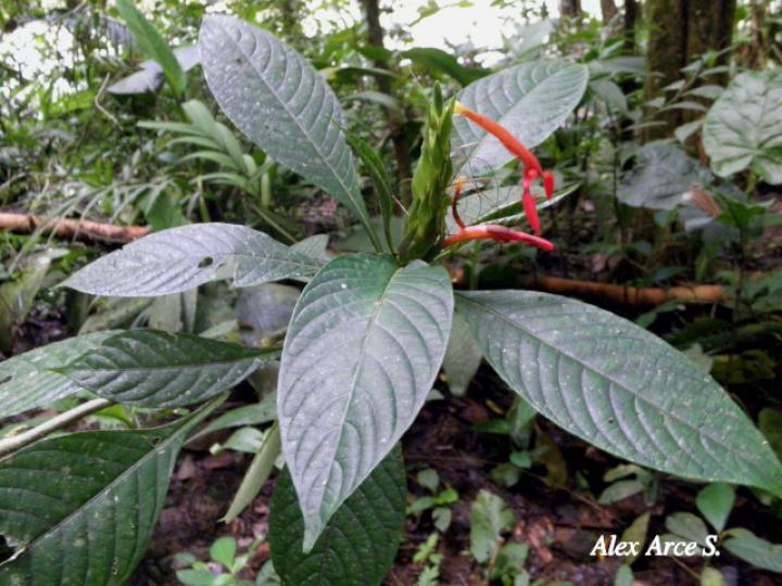 Aphelandra golfodulcensis