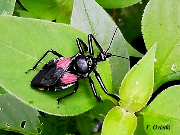 Apiomerus hirtipes (Chinche asesina) Apiomerus hirtipes (Chinche asesina)