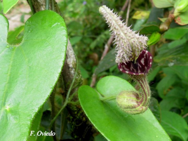 Aristolochia pilosa