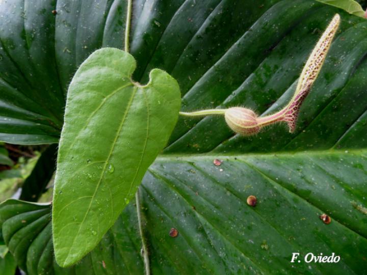 Aristolochia pilosa
