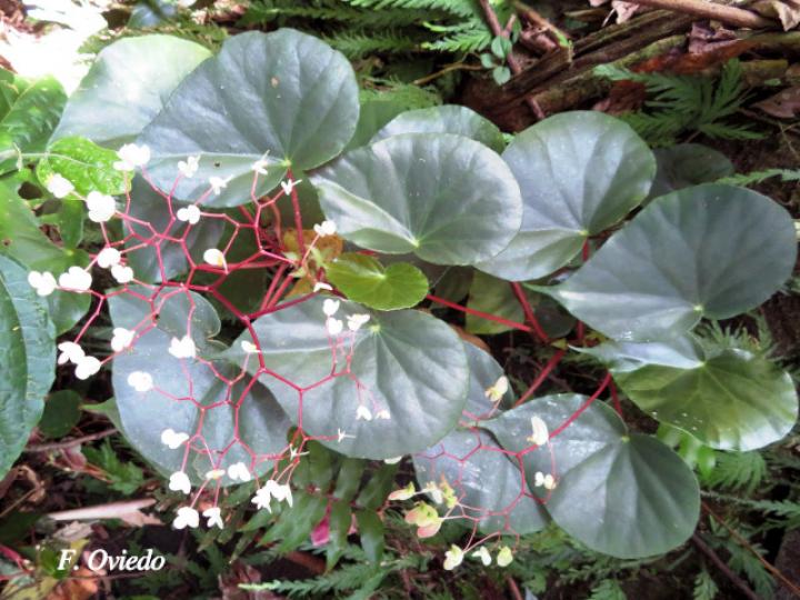 Begonia multinervia | Ecos del Bosque