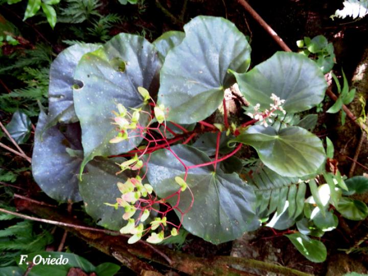 Begonia multinervia | Ecos del Bosque