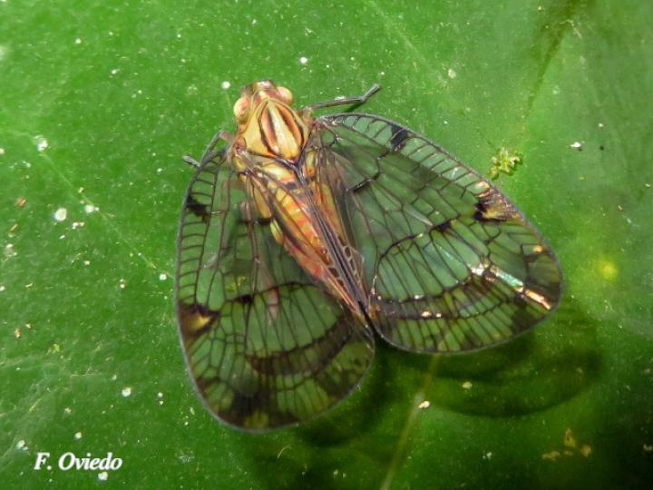 Biolleyana costalis