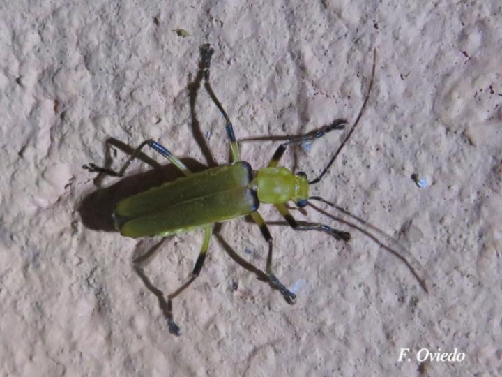 Chauliognathus cinguliventris