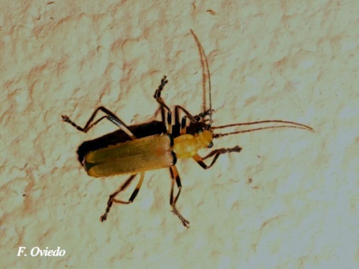 Chauliognathus cinguliventris