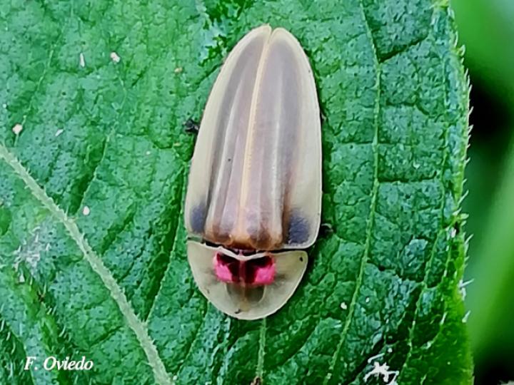 Cratomorphus sp (Luciérnaga)