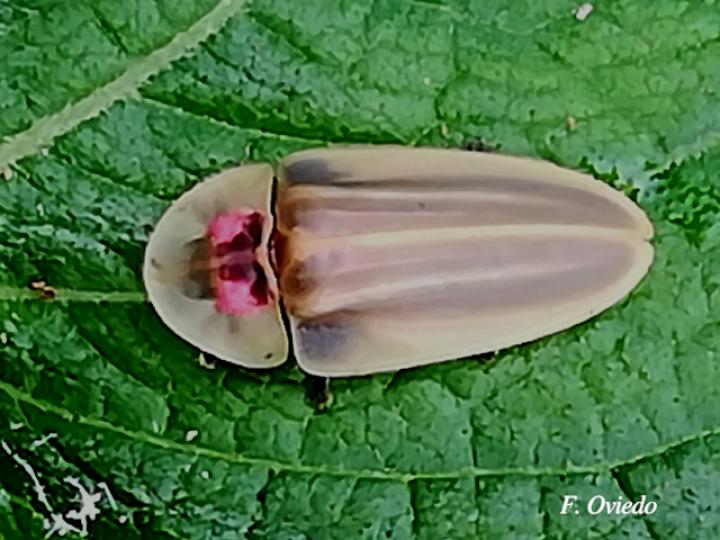 Cratomorphus sp (Luciérnaga)