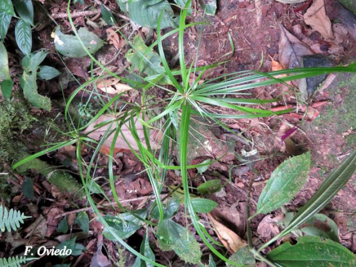 Cyperus simplex
