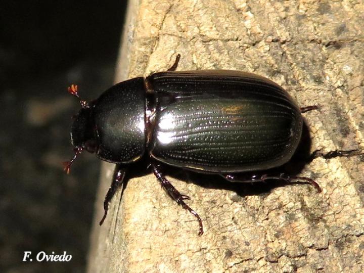 Dyscinetus dubius (Escarabajo de espalda dura)