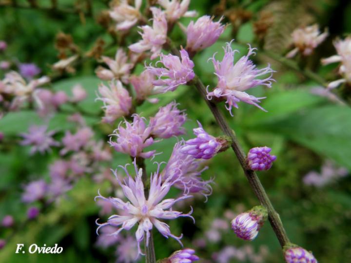 Eirmocephala brachiata