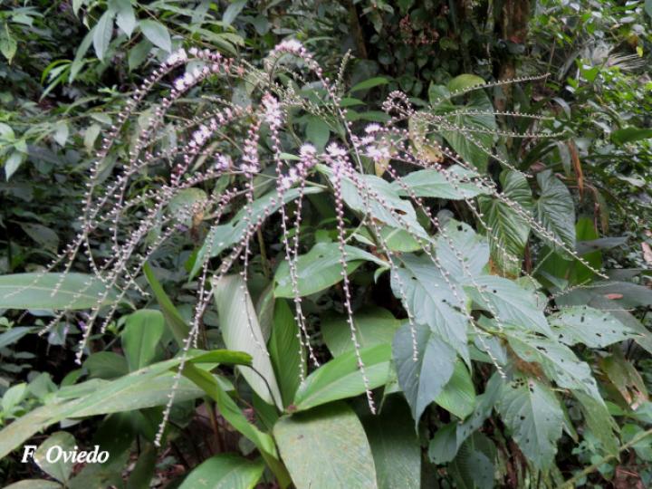 Eirmocephala brachiata