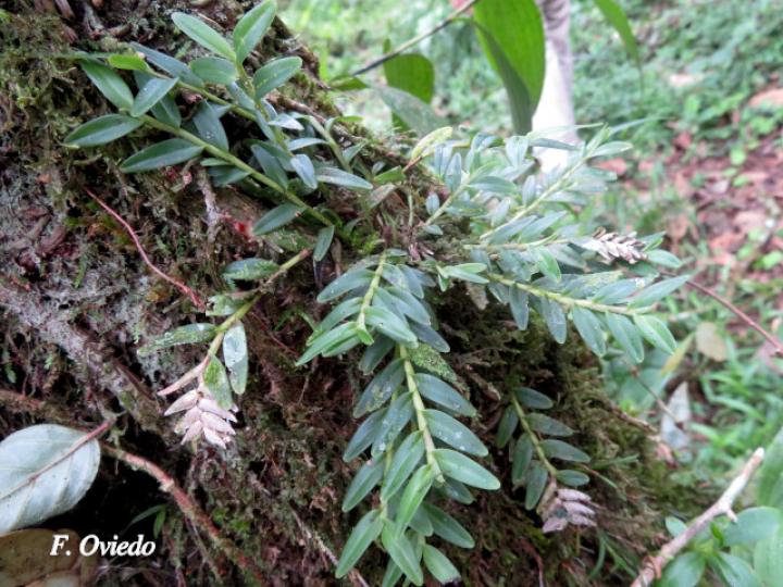 Elleanthus muscicola