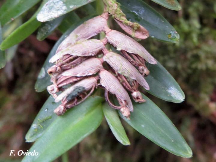 Elleanthus muscicola