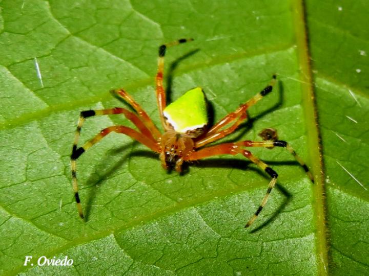 Eriophora nephiloides