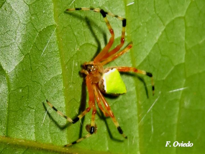 Eriophora nephiloides