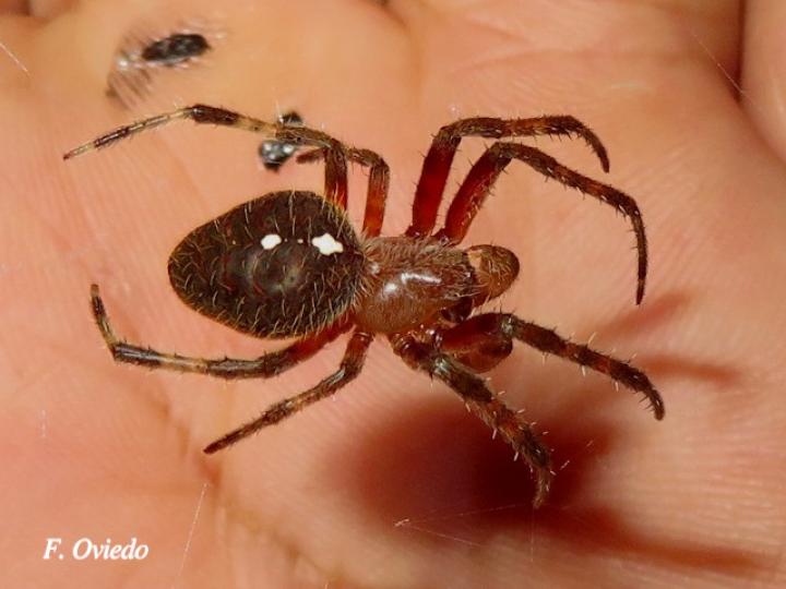 Eriophora ravilla (Araña tropical de tela orbicular)