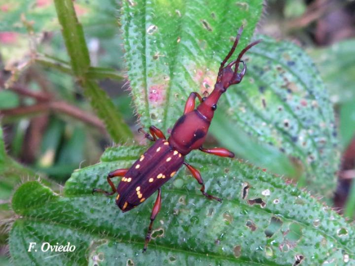 Estenorhinus guttatus (Gorgojo de pico recto) Estenorhinus guttatus (Gorgojo de pico recto)