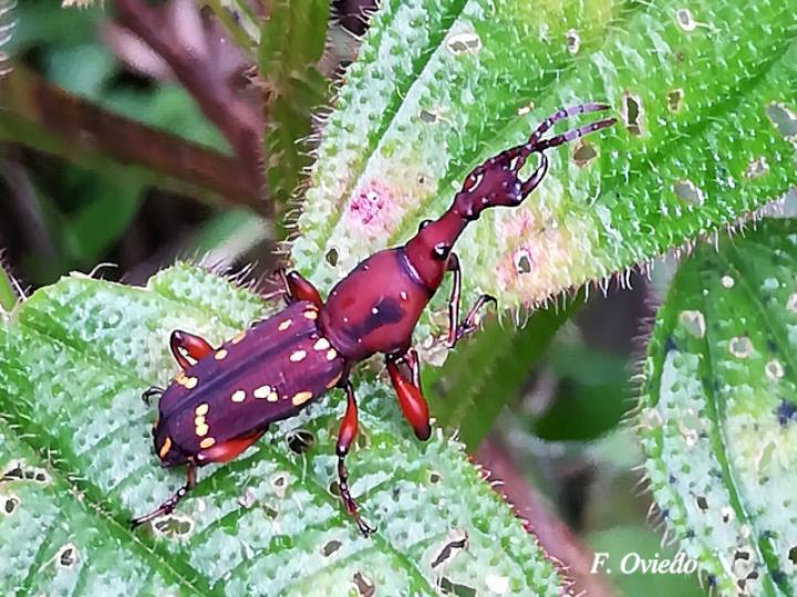 Estenorhinus guttatus (Gorgojo de pico recto) Estenorhinus guttatus (Gorgojo de pico recto)