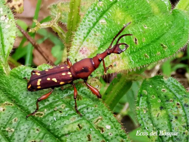 Estenorhinus guttatus (Gorgojo de pico recto)