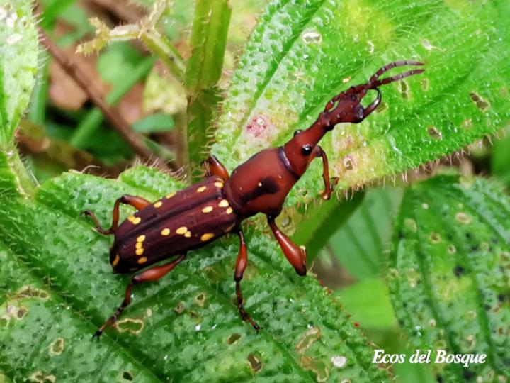 Estenorhinus guttatus (Gorgojo de pico recto) Estenorhinus guttatus (Gorgojo de pico recto)