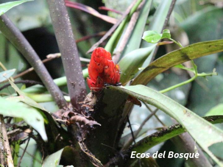 Guzmania desautelsii