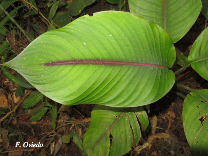 Heliconia reticulata