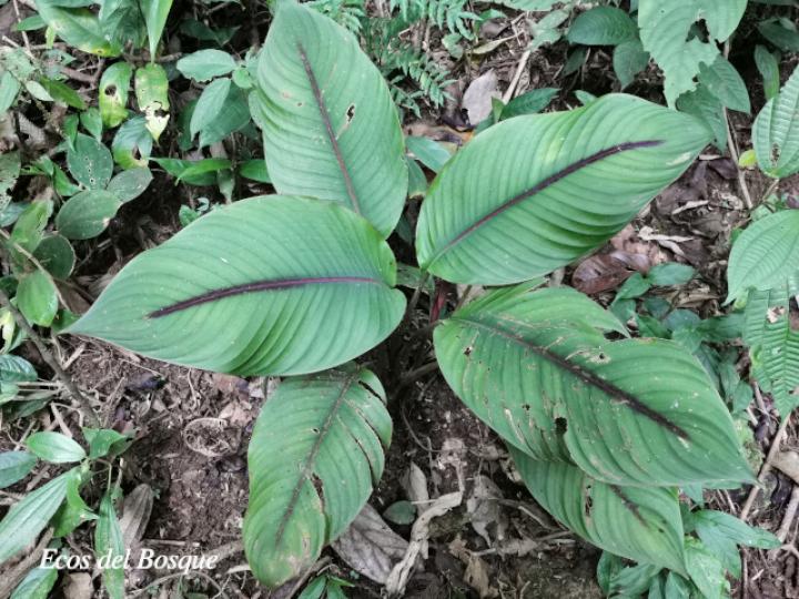 Heliconia reticulata