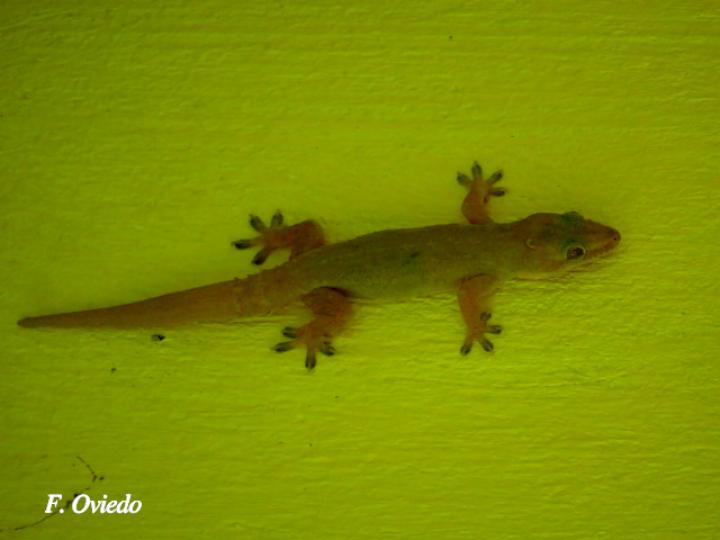 Hemidactylus frenatus (Gecko casero común)