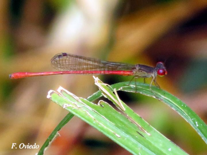 Heteragrion albifrons (Caballito de alas planas y frente pálida)