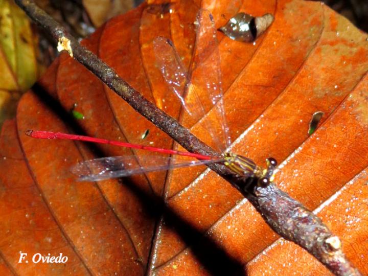 Heteragrion albifrons (Caballito de alas planas y frente pálida)