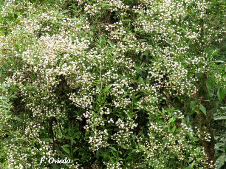 Heterocondylus vitalbae