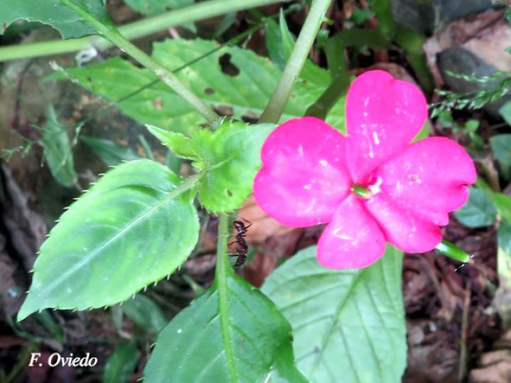 Impatiens walleriana