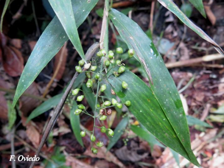 Lasiacis scabrior (Carrizo)