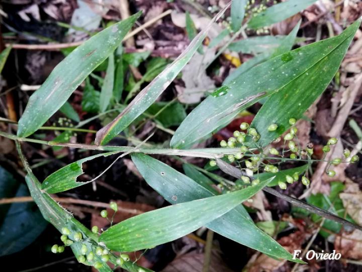 Lasiacis scabrior (Carrizo)